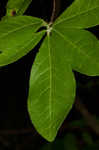 Swamp azalea